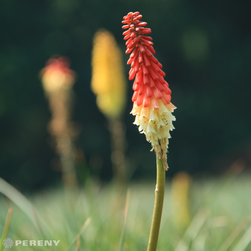 Kniphofia uvaria ‘Flamenco‘ - K9