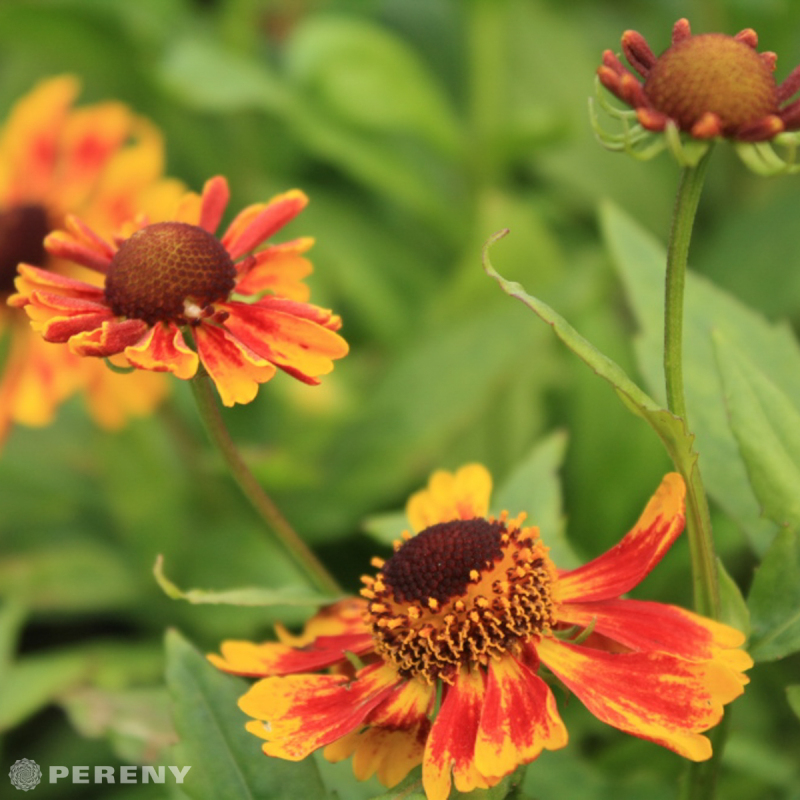 Helenium ‘Biedermaier‘ - K9