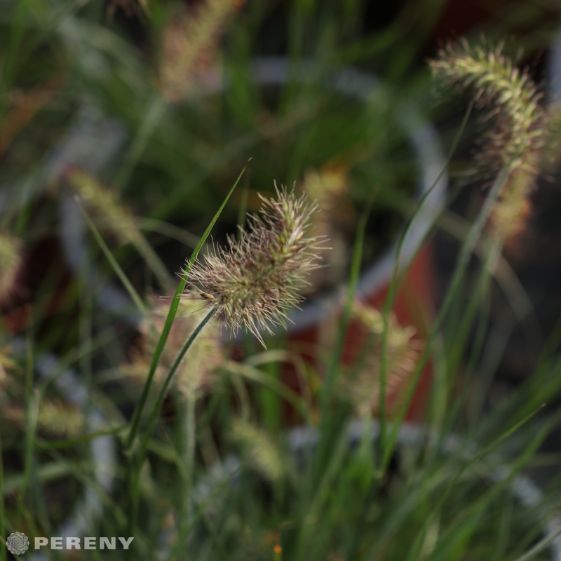 Pennisetum alopecuroides ‘Little Bunny‘- K3l