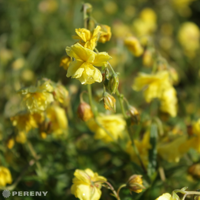 Helianthemum ‘Sulphureum Plenum‘- K9