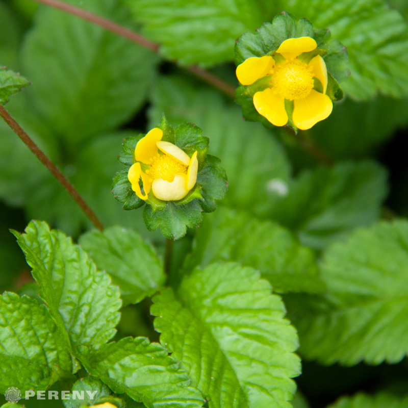 Duchesnea indica - K9