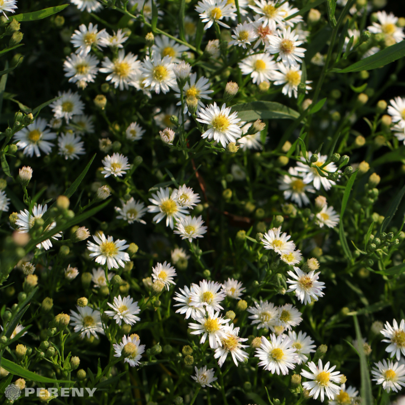 Aster ericoides ‘Schneegitter‘ - K9 (Symphyotrichum)