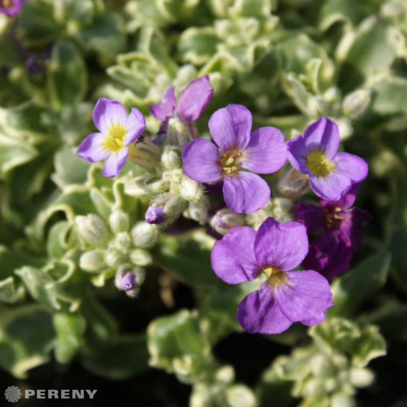Aubrieta tauricola ‘Silberrand‘ - K9