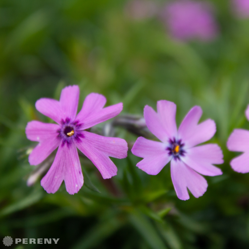 Phlox subulata ‘Purple Beauty‘ - K9