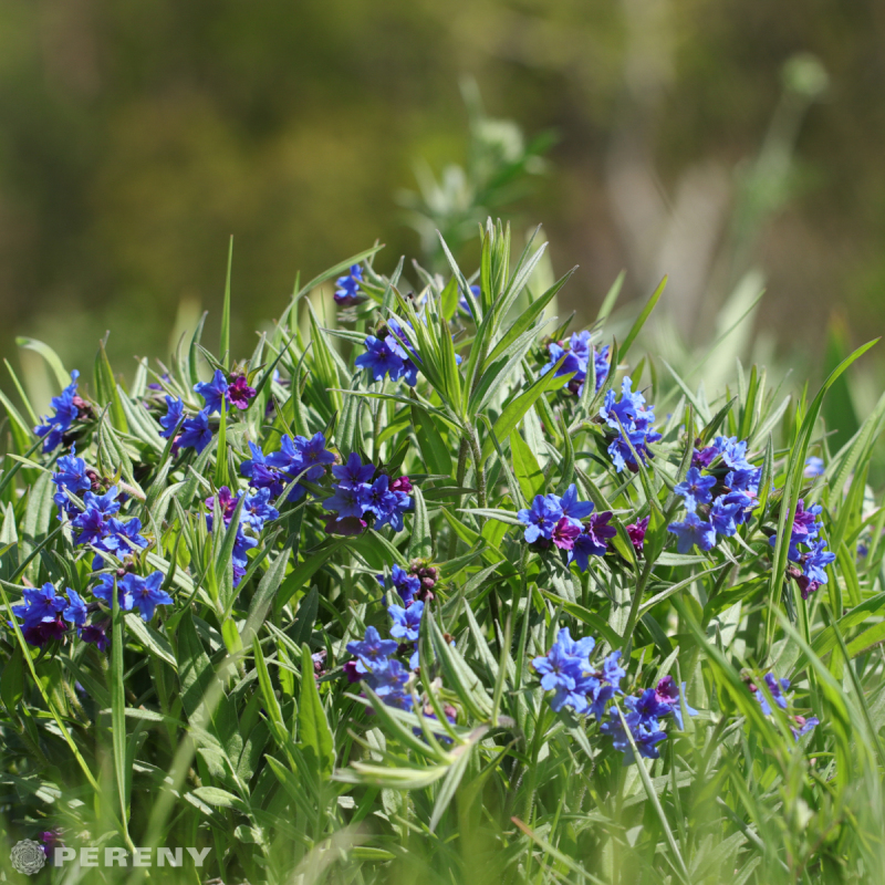 Lithospermum purpureocaeruleum (Buglossoides)- K9