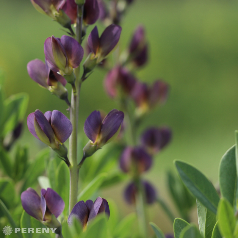 Baptisia ‘Twilite Prairie Blues‘ - K2l