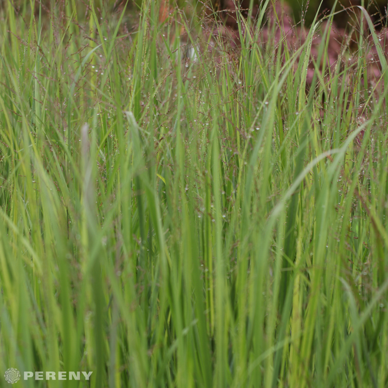 Panicum virgatum ‘Northwind‘ - K9