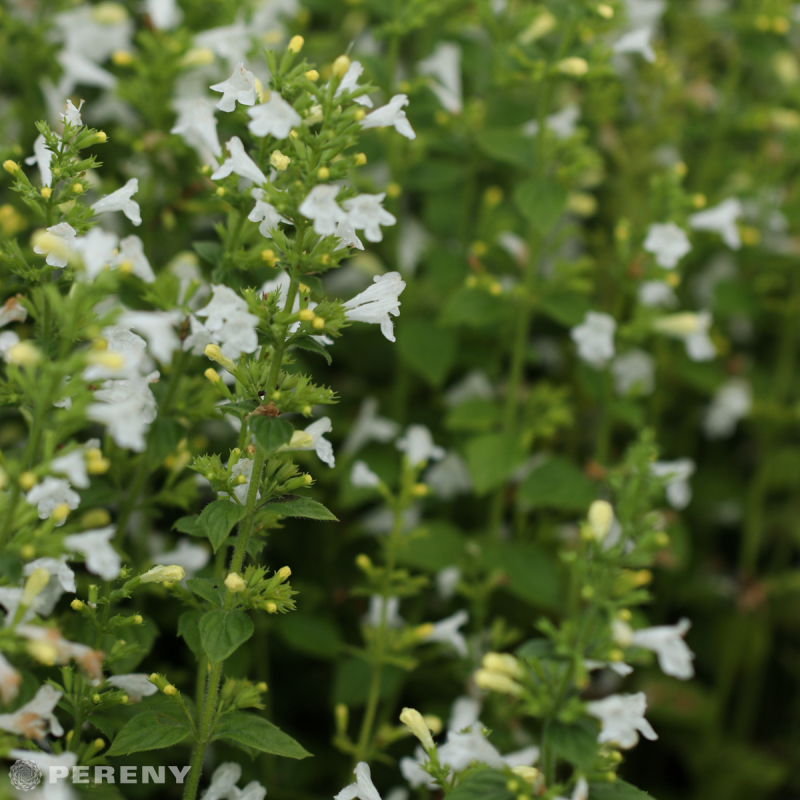 Calamintha nepeta ‘Marvelette White‘ - K9