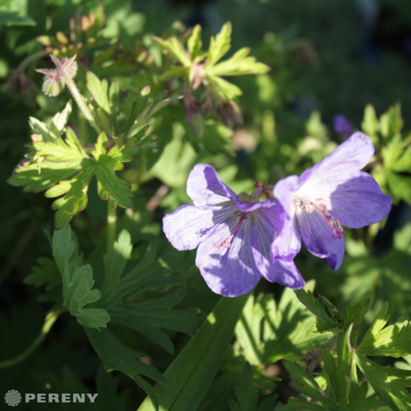 Geranium himalayense ‘Johnson‘s Blue‘ - K9