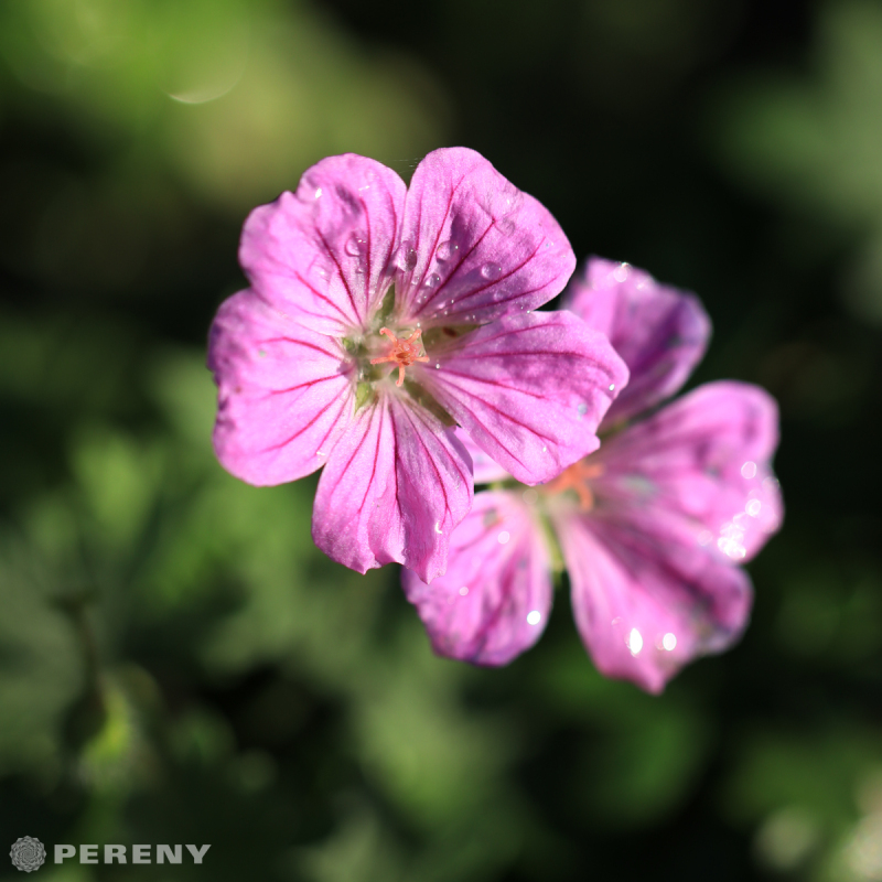 Geranium sanguineum ‘Cannon Miles‘ - K9