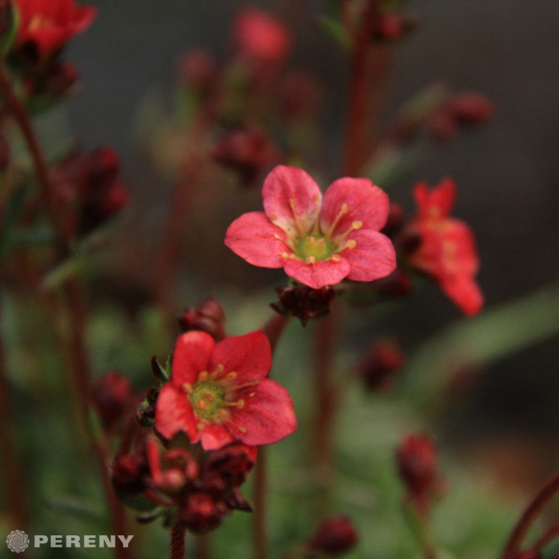 Saxifraga x arendsii ‘Harder Zwerg‘ - K2l