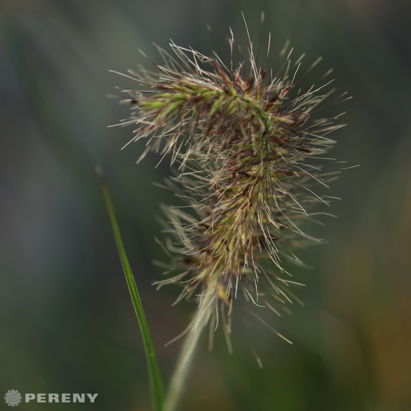 Pennisetum alopecuroides ‘Little Bunny‘- K9