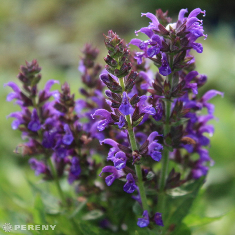 Salvia nemorosa (superba) ‘Marcus‘® - K9