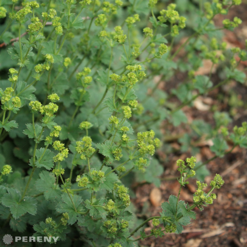 Alchemilla erythropoda ‘Alma‘ - K9