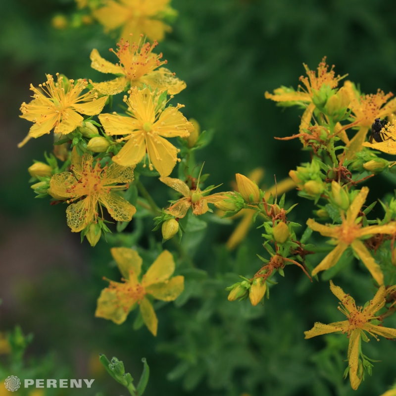Hypericum perforatum - K9
