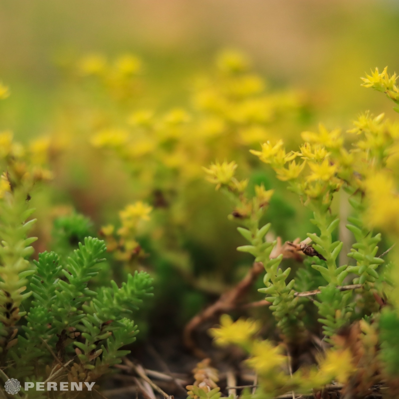 Sedum acre - K9