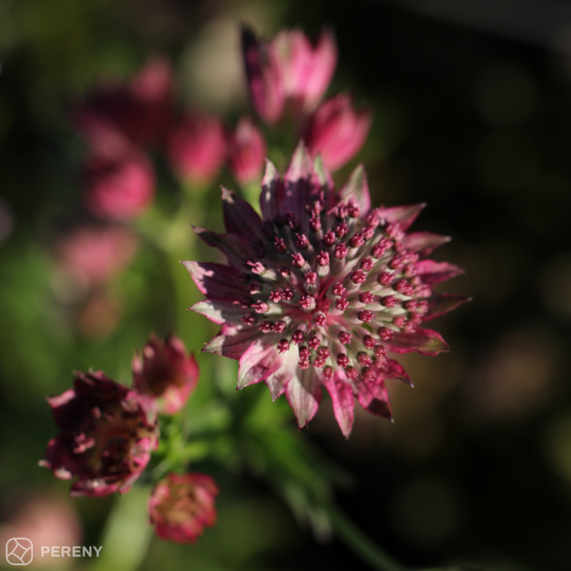 Astrantia major ‘Roma‘ - K9