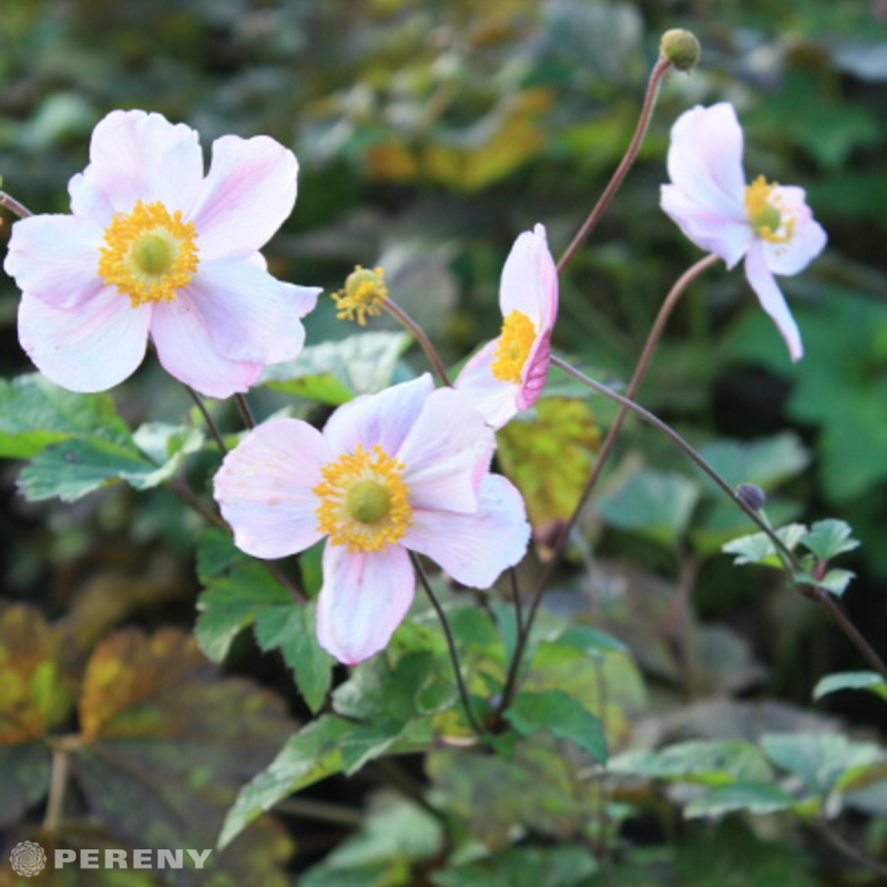 Anemone tomentosa ‘Robustissima‘ - K11