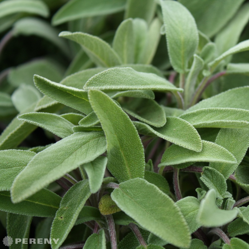 Salvia officinalis - K9