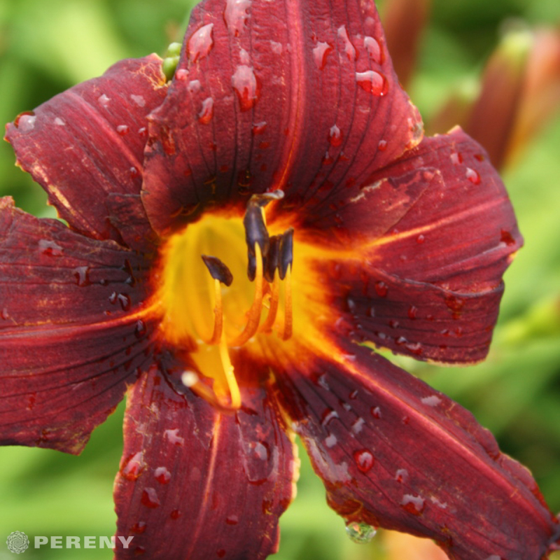 Hemerocallis ‘Black Prince‘ - K9