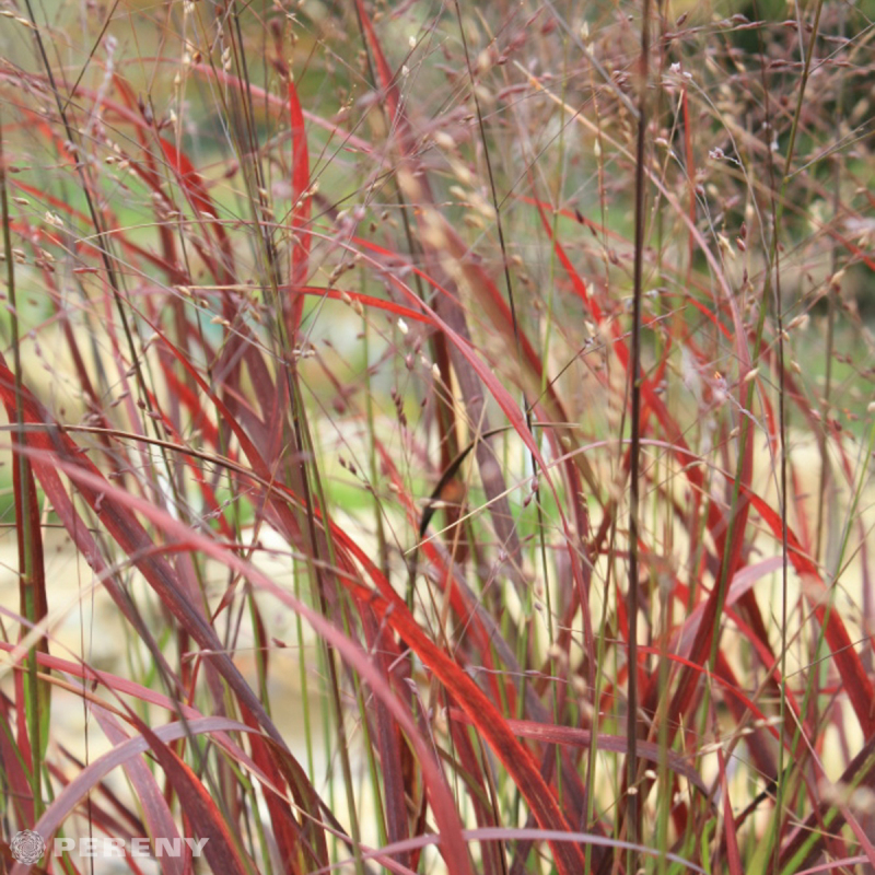Panicum virgatum ‘Shenandoah‘ - K9