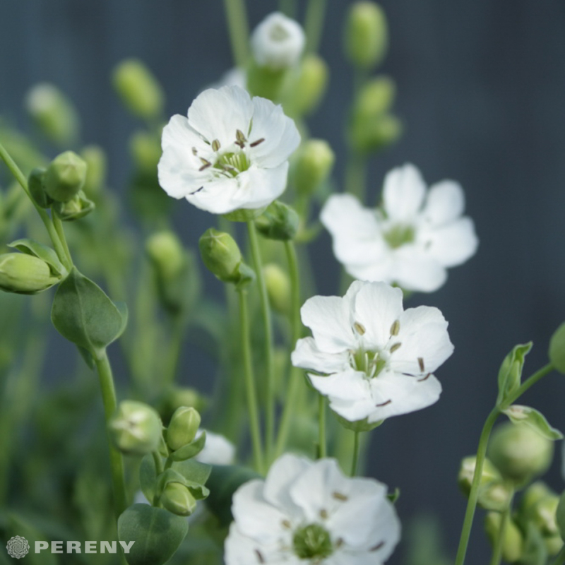 Silene maritima (syn. uniflora) - K9