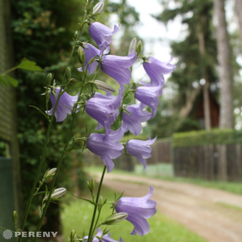 Campanula persicifolia ‘Coerulea‘ - K9