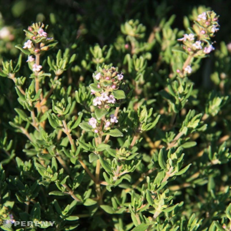 Thymus vulgaris ‘Fredo Strong‘ - C12