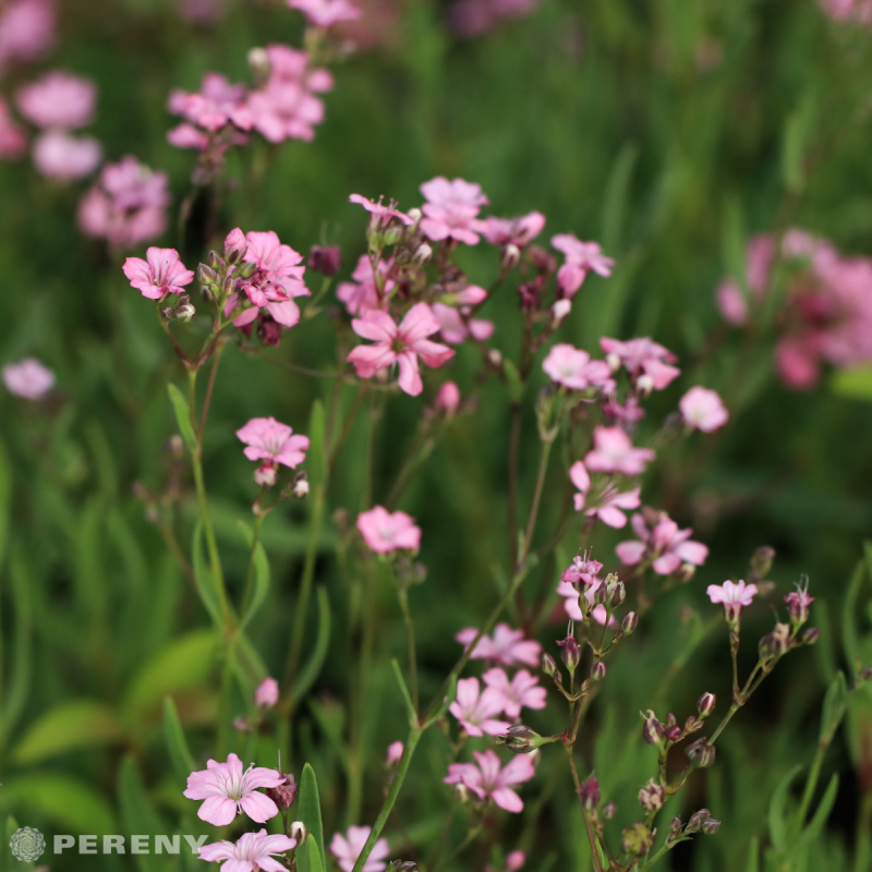 Gypsophila repens ‘Filou Rose‘ - K9