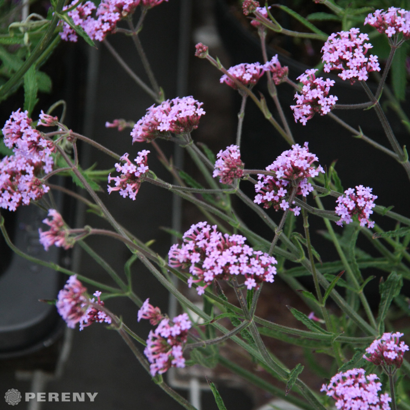 Verbena bonariensis ‘Lollipop‘ - K11