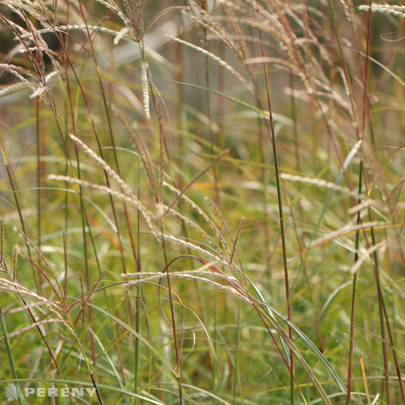 Miscanthus sinensis ‘Hermann Müssel‘ - K3l
