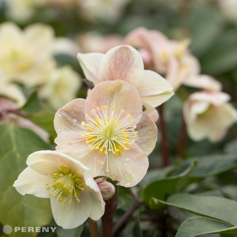 Helleborus x ballardiae ‘HGC Cinnamon Snow®‘- K2l