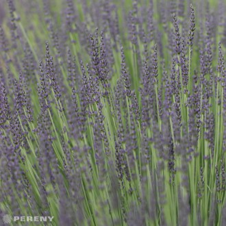 Lavandula x intermedia ‘Grosso‘ - K9