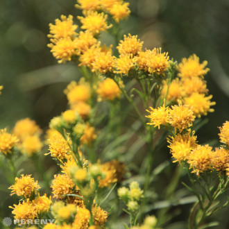 Aster linosyris (Galatella) - K9