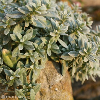 Cerastium tomentosum var. columnae - K9