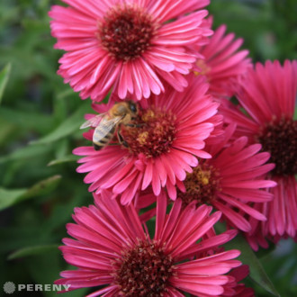 Aster dumosus ‘Jenny‘(Symphyotrichum) - K9