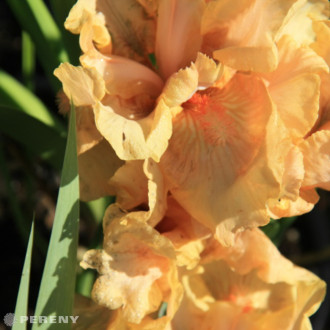 Iris barbata - elatior ‘Apricot Silk‘ - K11