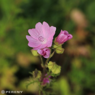Malva moschata - K9