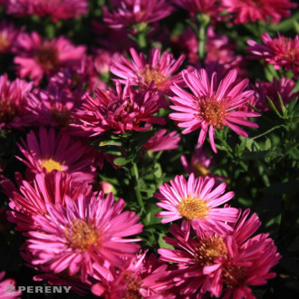 Aster dumosus ‘Starlight‘(Symphyotrichum) - K9
