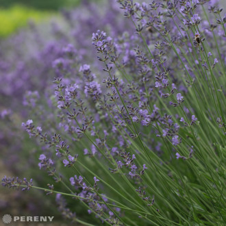 Lavandula angustifolia ‘Middachten‘ - K9