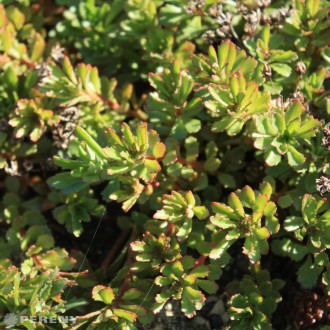 Sedum floriferum ‘Golden Yellow‘ - K9