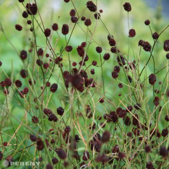 Sanguisorba officinalis ‘Chocolate Tip‘- K11