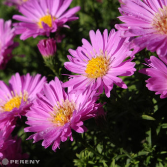 Aster dumosus ‘Heinz Richard‘(Symphyotrichum) - K9