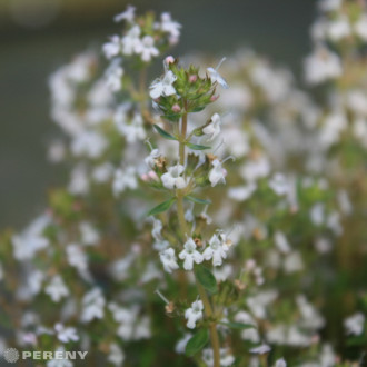 Thymus vulgaris ‘Fleur Provencale‘ - K9