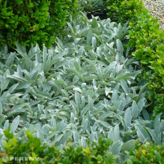Veronica incana ‘Silbersee‘ - K9