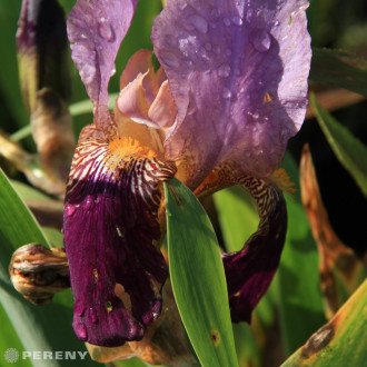 Iris barbata - elatior ‘Ambassadeur‘ - K11