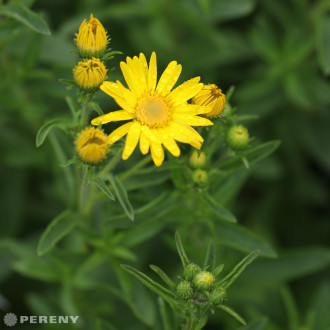 Heterotheca speciosa (Chrysopsis)  ‘Golden Sunshine‘ - K9