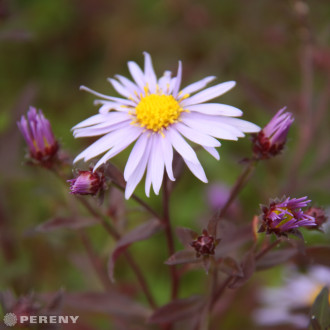 Aster JS® ‘Eleven Purple‘ - K9