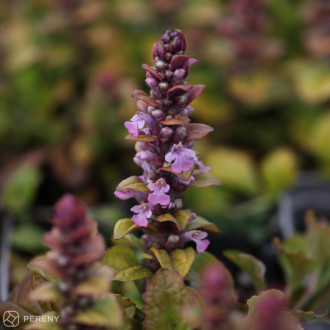 Ajuga reptans ‘Gold Chang‘ - C13