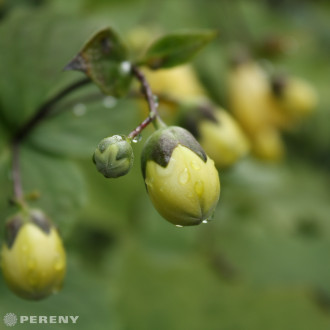 Kirengeshoma palmata - K13